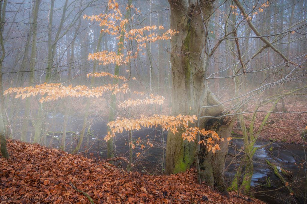 goldener Herbst