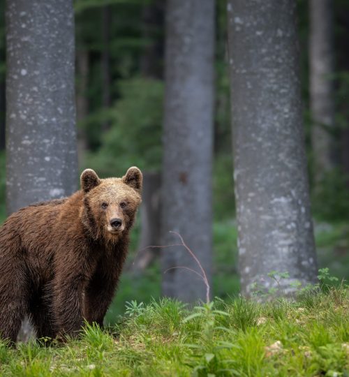 Jungbär