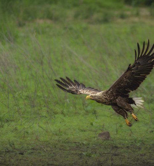 Seeadler