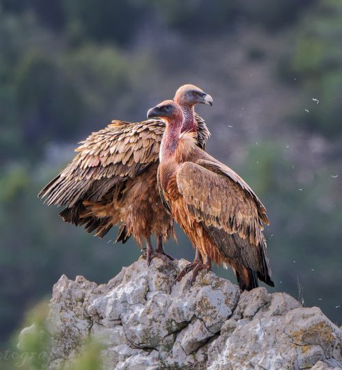 Gänsegeier